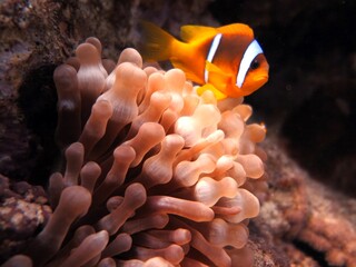 Clownfish of red sea