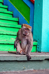 Kuala Lumpur Macaques