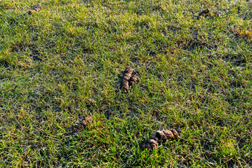 Frozen dog poop lying on the green lawn in the garden, visible frost on the grass.