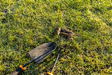 Frozen dog poop lying on the green lawn in the garden, visible shovel and rake.