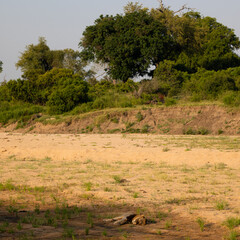 Obraz premium a mature male lion in a dry riverbed during the golden hour