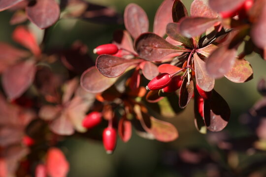 Berberis thunbergii. Berries on the branch  