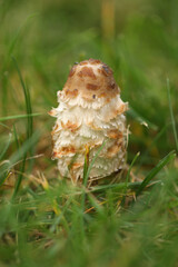 Big shaggy Inky cap mushrooms in grass in the autumn garden