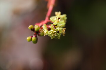 Autumn ivy berries in autumn garden. season