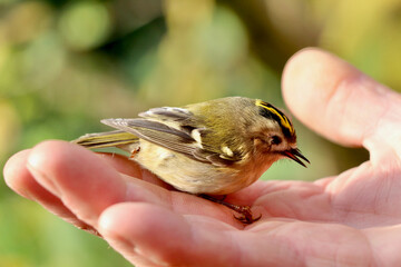 little goldcrest sitting in a caucasian man's hand