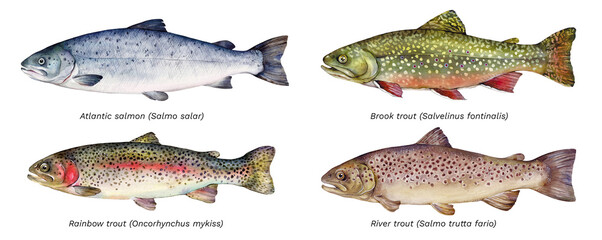 Watercolor set of fish: Atlantic salmon (Salmo salar), brook trout (Salvelinus fontinalis), rainbow trout (Oncorhynchus mykiss), river trout (Salmo trutta fario). Hand drawn fish illustration. - obrazy, fototapety, plakaty