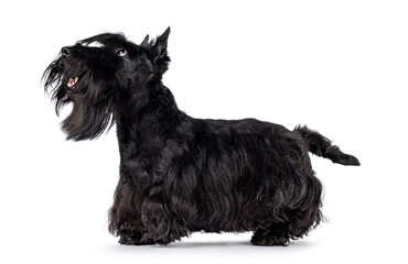 Cute adult solid black Scottish Terrier dog, standing side ways. Ears up, tongue out, and looking side ways showing profile. Isolated on a white background.
