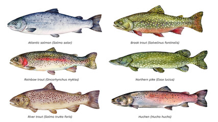 Watercolor set of fish: Atlantic salmon, Brook trout, Rainbow trout, Northern pike, River trout, Huchen. Hand drawn fish illustration.