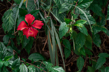 Red hibiscus flower, beautiful flower