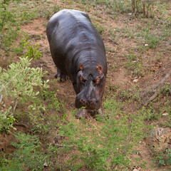hippo on the move on land