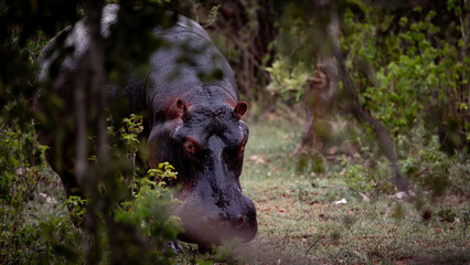 hippo on the move on land