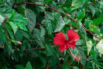 Red hibiscus flower, beautiful flower