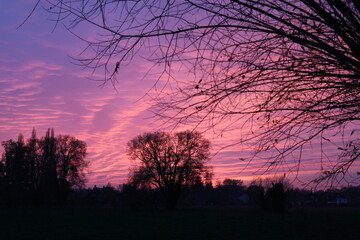 Obraz premium vibrant evening sky with pink and purple hues and black silhouettes of trees and branches without leaves