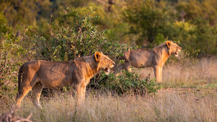 two young male lions walking during the golden hour