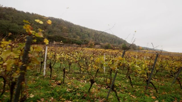 A serene autumn scene unfolds as mist blankets the vine-covered landscapes of Deidesheim in the Palatinate, capturing the picturesque beauty of the season.