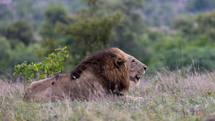 Fototapeta premium a mature black mane lion in the wild