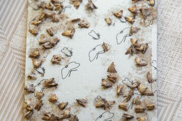 A photograph of Indianmeal moths trapped on a paper card with glue