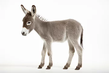 Foto op Plexiglas a donkey standing on a white surface © illustrativeinfinity