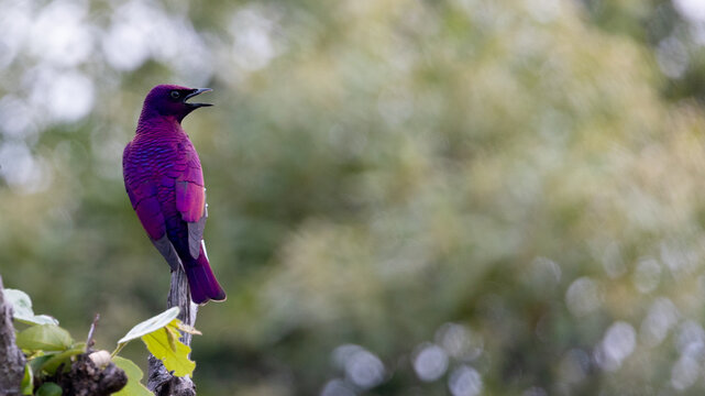 a male violet-backed starling