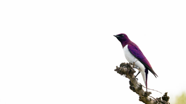 a male violet-backed starling
