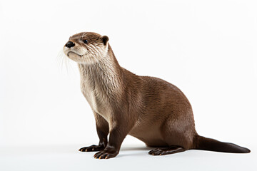 a small otter sitting on a white surface