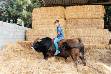 Young woman riding bull while feeding with hay