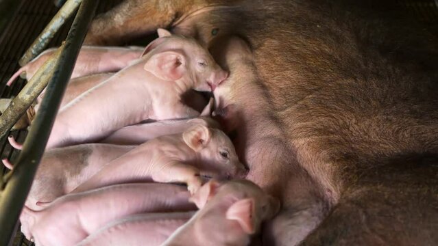 The top view of Many newly born piglets are sleeping on the mother's milk, Momma pig feeding baby pigs ,4k,livestock