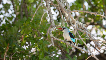 a woodlands kingfisher perched in a tree