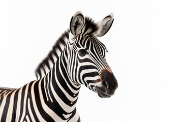 Fototapeta na wymiar a zebra standing in front of a white background