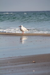Seagull on a beach walking on sand