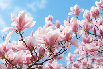 High-Resolution Capture of Blooming Magnolia Tree