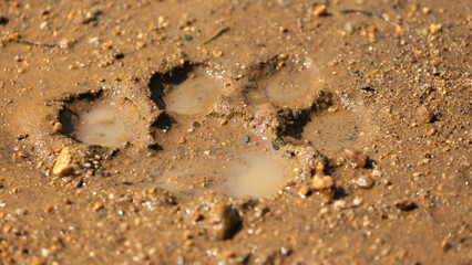 lion track in muddy ground, filled with water