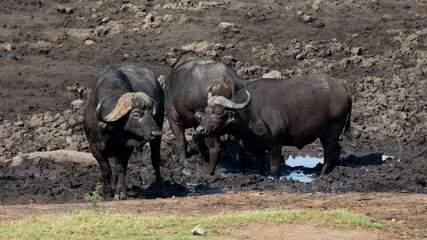 Obraz premium cape buffalo enjoying a waterhole