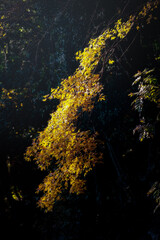 Le foglie in autunno in Umbria