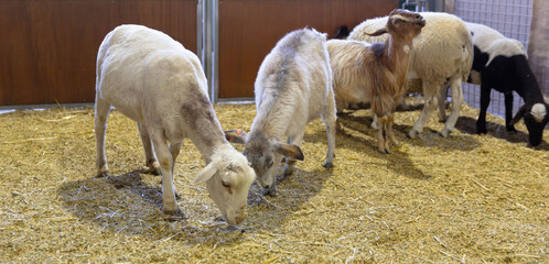 Fototapeta premium Herd of Sheep Grazing, Diverse Flock in Straw-Filled Barn, Farming and Livestock Management Scene