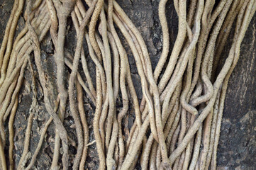 old roots tree texture background