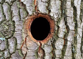 a hole on a tree in the woods