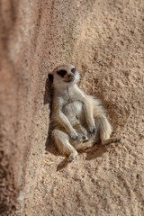Solo Meerkat Sitting Up, Reflective Gaze Amidst Sandy Surround, Serenity in a Wild Environment