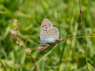 Large Blue Butterfly on Grass Stem