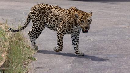 a big male leopard on the road