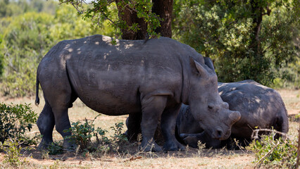 white rhino cow and calf seeking shade