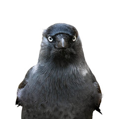 Jackdaw stares into the lens close-up