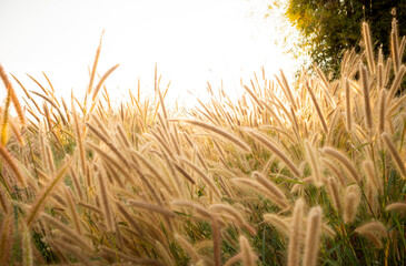 Grass flowers reflecting sunlight give a feeling of warmth and hope.
