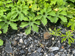 close up view of green Bitter Gourd plants growing on soil