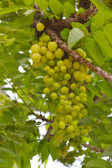 star gooseberry fruit in nature garden
