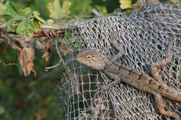 close up lizard in the wild