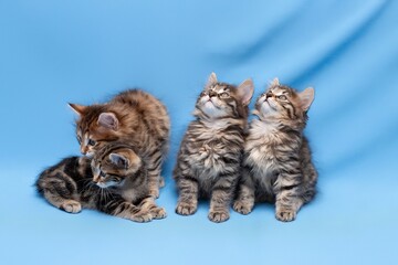 funny,  kittens,  with Christmas toys, some cute British kittens playing on a blue background, funny kittens celebrating the new year