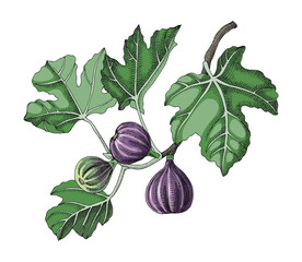 Fig branch with leaves and ripe fruits