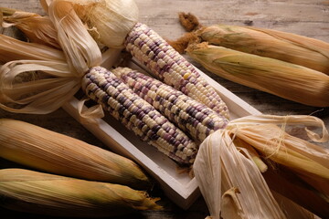 gem corn rainbow. rainbow corn with striking seed colors. Corn is one of the most important...