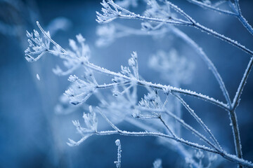 Frost on the plants in the autumn